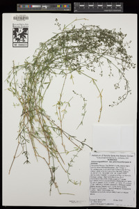 Galium angustifolium subsp. gracillimum image