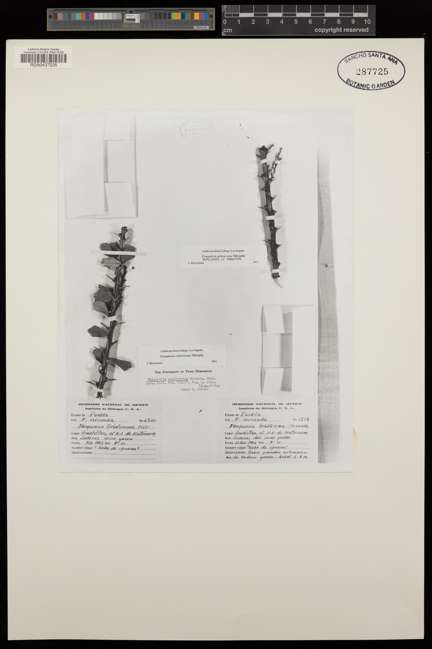 Fouquieria ochoterenae image