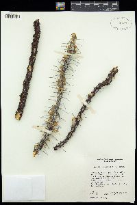 Fouquieria shrevei image