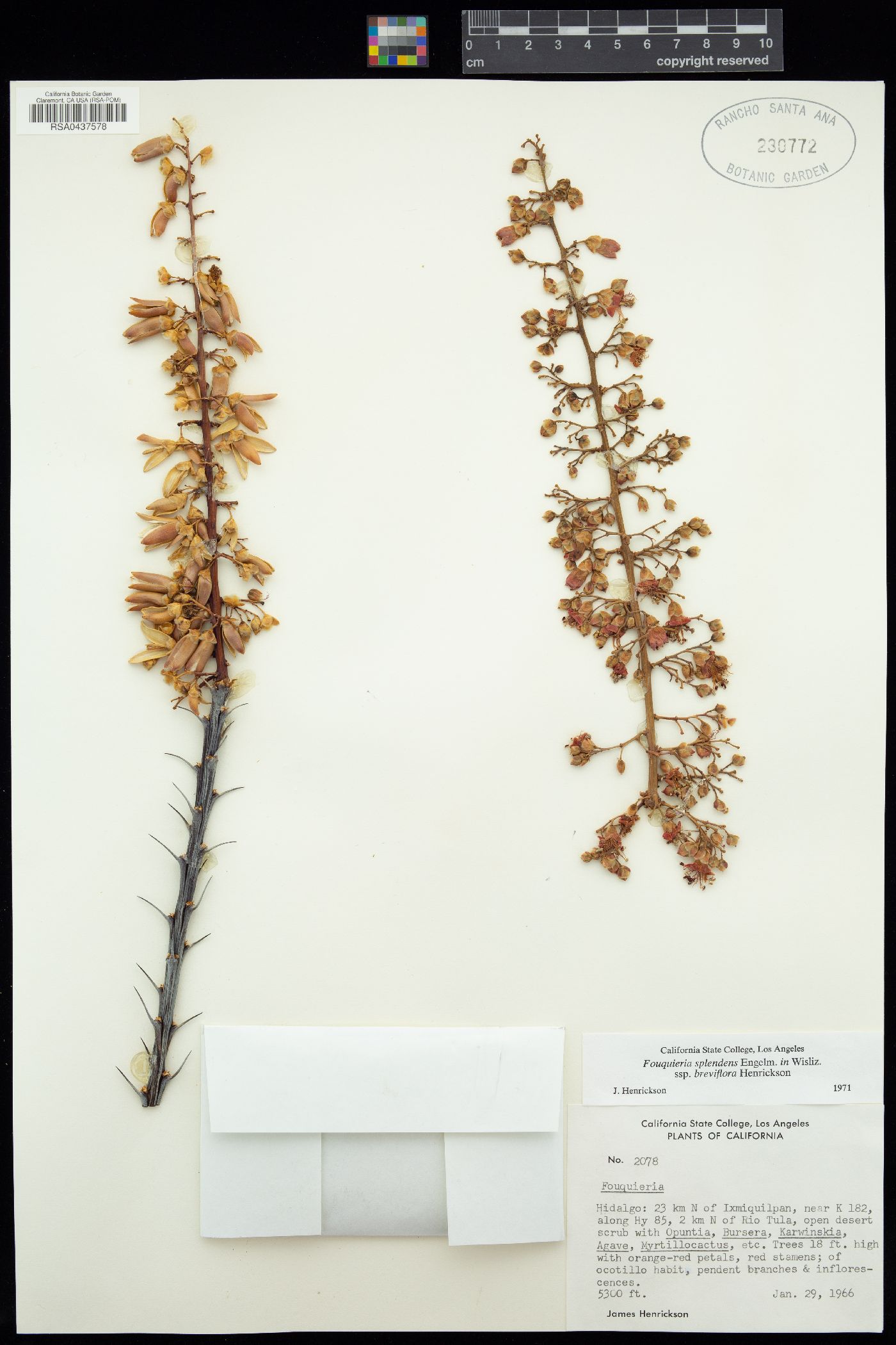 Fouquieria splendens subsp. breviflora image