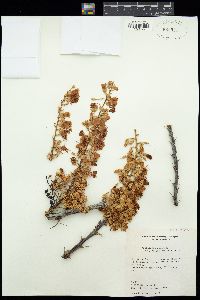 Fouquieria splendens subsp. breviflora image