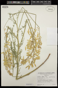 Astragalus filipes image