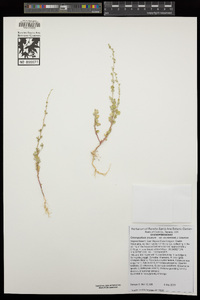 Chenopodium incanum image