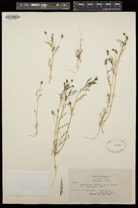 Astragalus gambelianus image