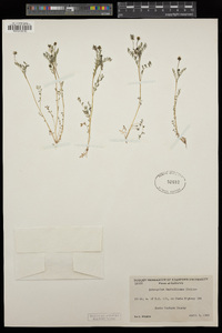 Astragalus gambelianus image