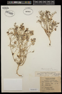 Astragalus insularis var. harwoodii image