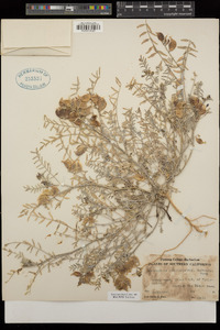 Astragalus insularis var. harwoodii image