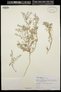 Astragalus insularis image