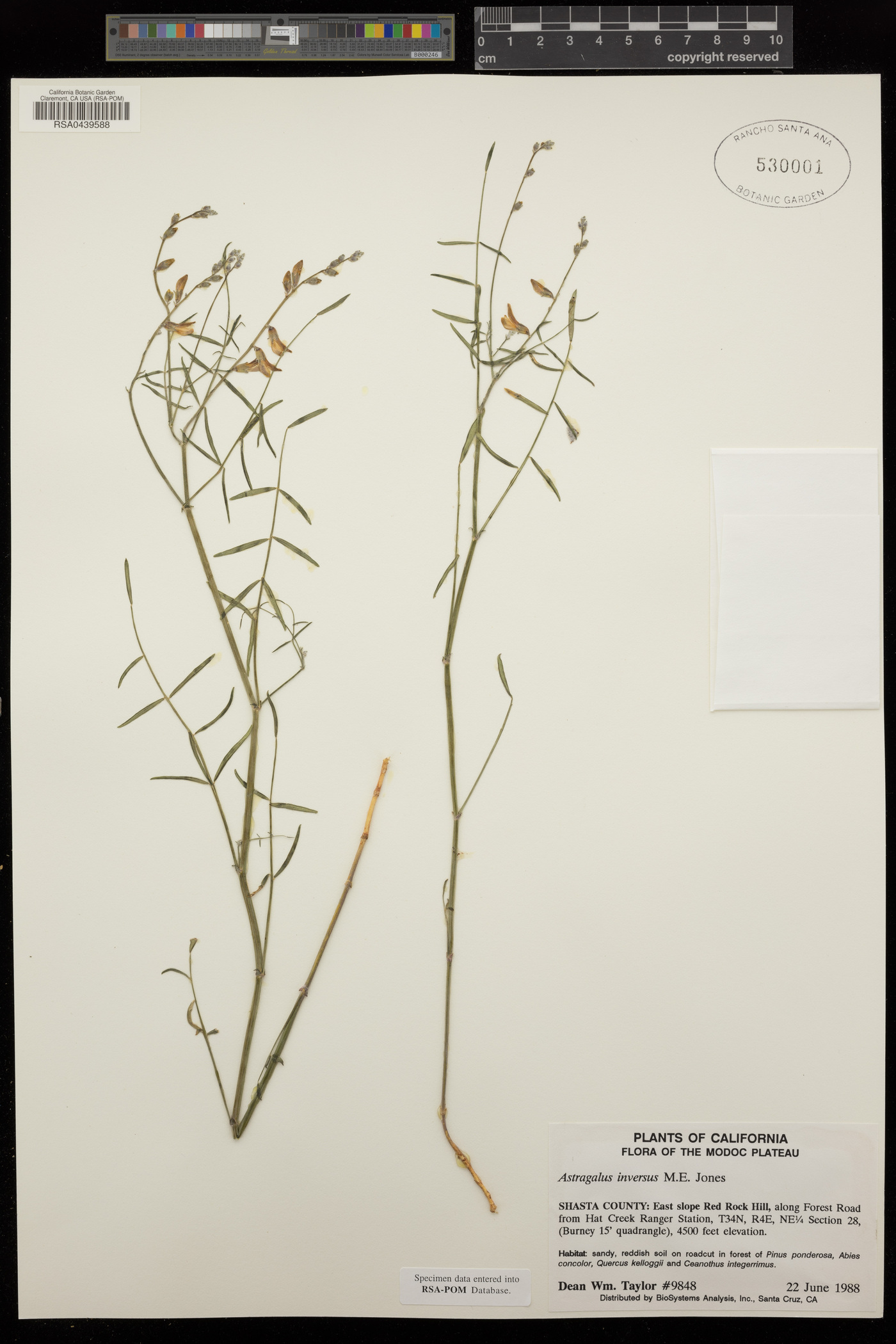 Astragalus inversus image