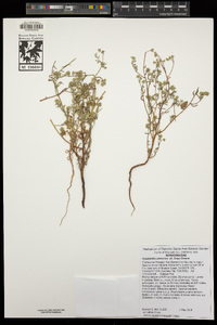 Cryptantha utahensis image