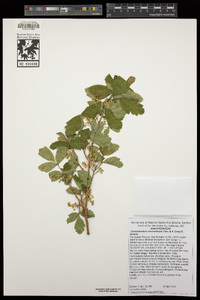 Toxicodendron diversilobum image