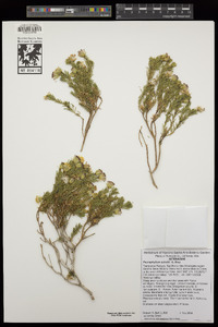 Peucephyllum schottii image