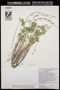 Sidalcea multifida image