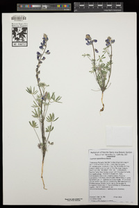 Lupinus sparsiflorus image