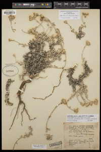 Eriophyllum confertiflorum confertiflorum image