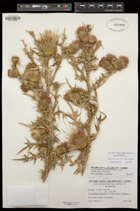 Cirsium vulgare image