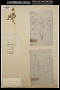 Astragalus inyoensis image