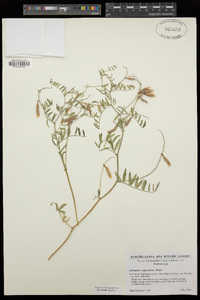 Astragalus jaegerianus image