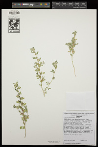 Acmispon brachycarpus image