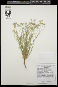 Erigeron divergens image