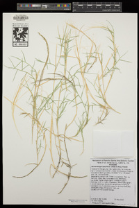 Muhlenbergia asperifolia image