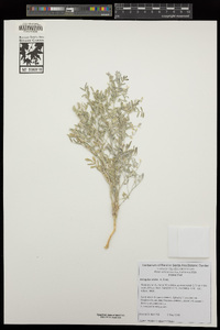 Astragalus aridus image