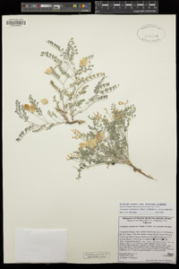 Astragalus lentiginosus var. antonius image