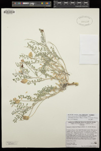 Astragalus lentiginosus var. antonius image