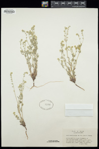 Cryptantha ambigua image