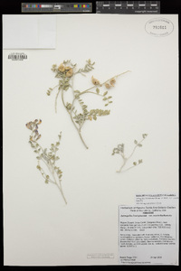 Astragalus lentiginosus image