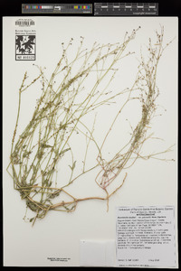 Boerhavia coulteri image