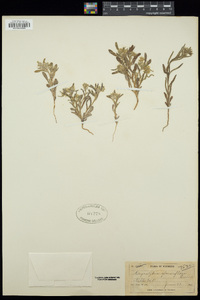 Cryptantha glomeriflora image