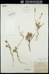 Cryptantha incana image