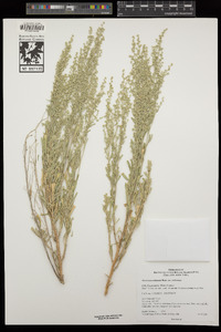 Artemisia tridentata subsp. tridentata image