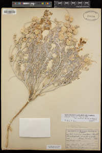 Astragalus lentiginosus var. coachellae image
