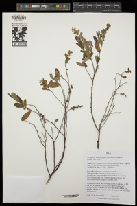 Chamaedaphne calyculata image