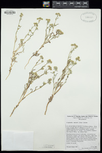 Cryptantha watsonii image