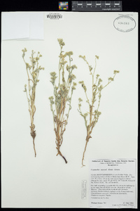 Cryptantha watsonii image