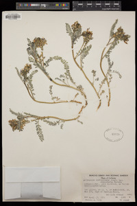 Astragalus lentiginosus var. idriensis image