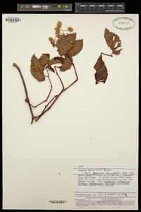 Image of Begonia peruviana