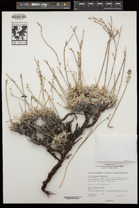 Eriogonum wrightii var. subscaposum image