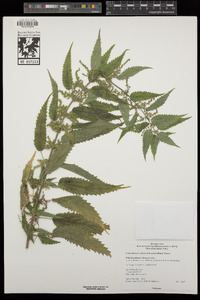 Urtica gracilis subsp. holosericea image