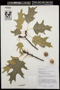 Quercus rubra image