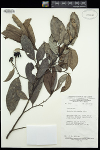 Annickia chlorantha image