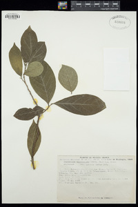 Sapranthus microcarpus image