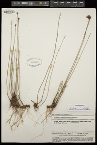 Stylidium squamosotuberosum image