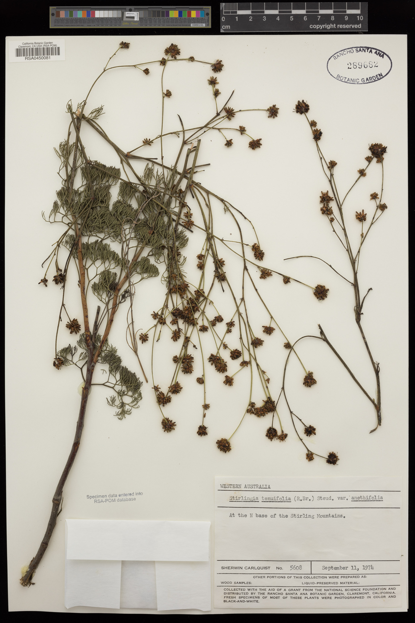 Stirlingia anethifolia image