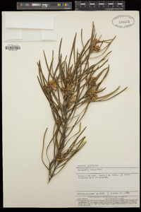 Image of Persoonia longifolia