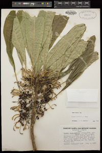 Image of Cyanea membranacea