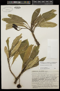 Image of Clermontia drepanomorpha